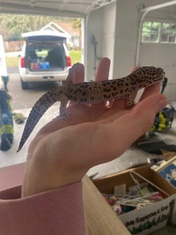 Geko with cage