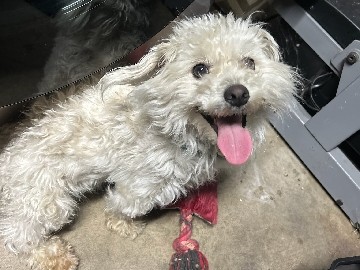 Poodle – Needs home – Stockton