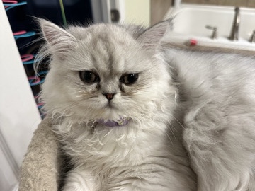 Persian (Modern) - Girlfriend Persian gray cat available for adoption in Alexandria