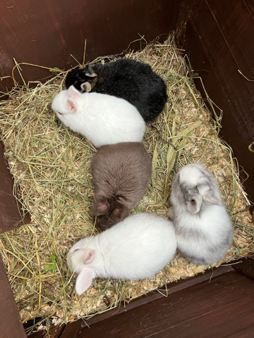 Dutch – female rabbits for sale!
