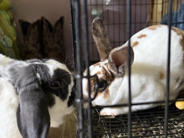 Finding a better home for my rabbit! – Cedar Rapids