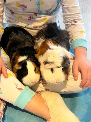 Any – Two Guinea Pigs