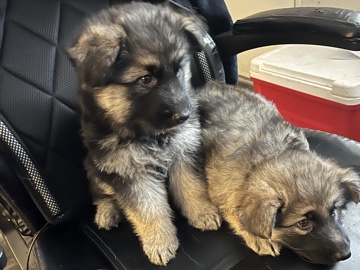 German Shepherd – German Sheppard puppies – Mesa