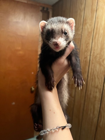 ferret – 2 ferrets for trade/sale