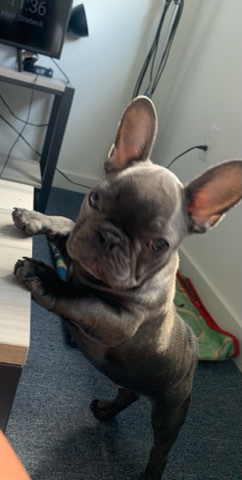 French Bulldog – French bulldog