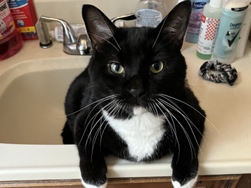 American Shorthair – Rehome Dexter! – Lancaster