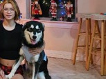 Siberian Husky – rehoming siberian husky