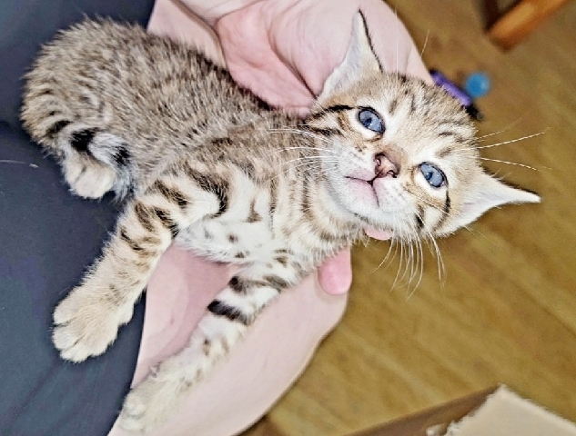 Bengal β snowy bengals