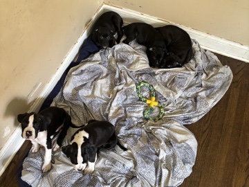 Boxer - Boxer/pit and full breed boxer available for adoption in Chicago