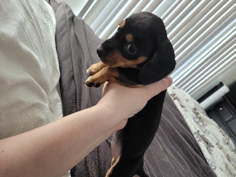 Dachshund – tweenie daschund black / tan – San Antonio