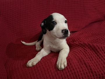 American Bulldog – pet in need of rehoming – Newark