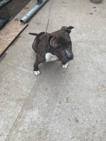 American Bulldog – puppy for sell
