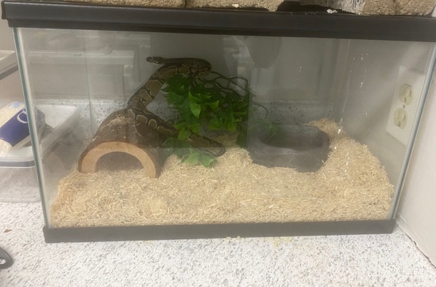 Ball Python