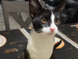 American Shorthair – kitten to rehome – Roseville