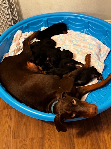 Doberman Pinscher – doberman puppies