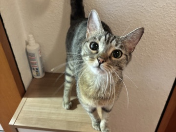 European Shorthair – 2 Europäische Kurzhaar – Villingen-Schwenningen
