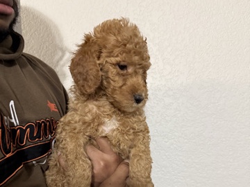 All - golden doodle  available for adoption in Dallas