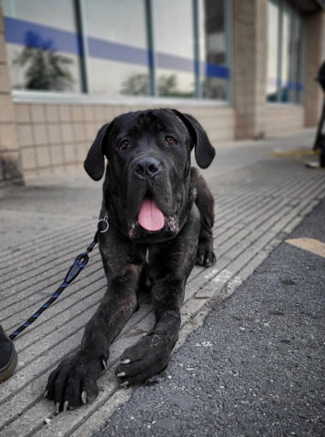 Cane Corso – Kane the corso