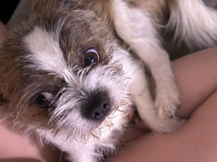 Shih Tzu - puppy available for adoption in Worcester