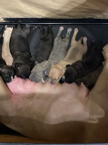 6 puppies for sale