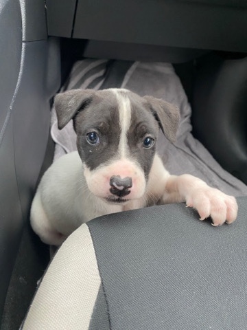 American Pit Bull Terrier – pitbull terrier