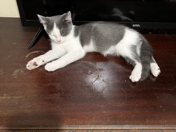 Turkish Van – female kitten – Midland