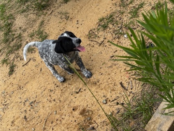 Australian Cattle Dog – Australian Cattle Dog Rehoming – Dearing