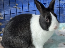 Pippy – Franklin