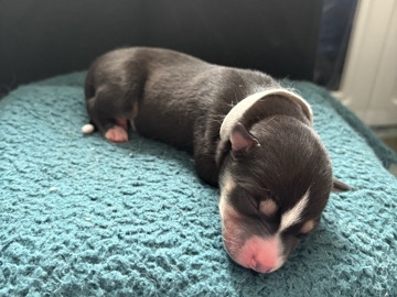 Siberian Husky – Siberian Husky (Male) – Coram