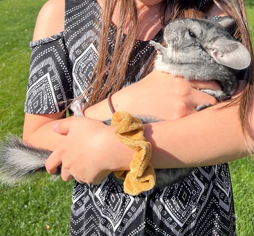 Female Chinchilla