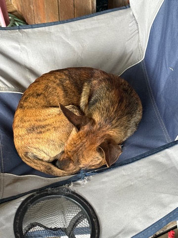 Chihuahua – chihuahua