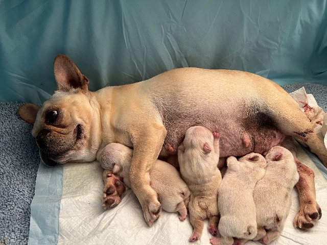 Purebread Frenchie Puppies