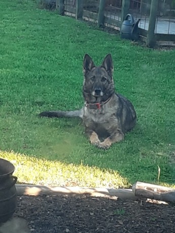 German Shepherd – German shepherd