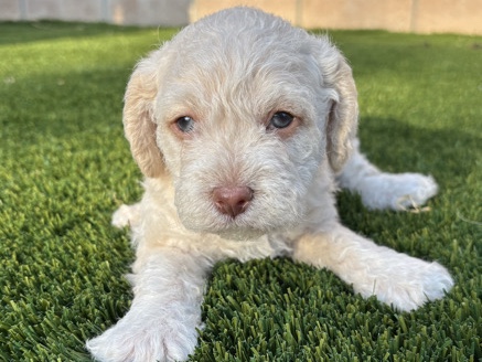 Maltipoo – Rehoming – San Jacinto