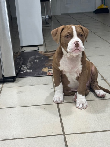 Bulldog – American pitbull bulldog