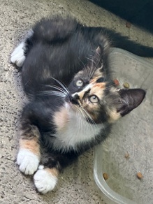 American Shorthair – cat in adoption