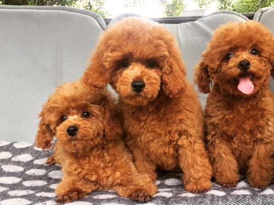 Poodle – FCI girl of red toy poodle
