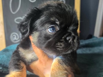 French Bulldog – fluffy french bull dog – Compton