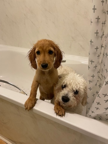 English Cocker Spaniel – cocker spaniel