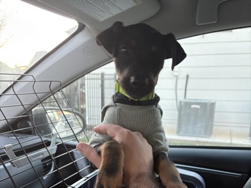 Doberman Pinscher - puppy for free available for adoption in Wichita