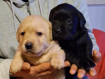 Image of Labrador Retriever