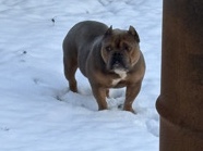 Bull Terrier (Miniature) – Micro Bully – Moncks Corner