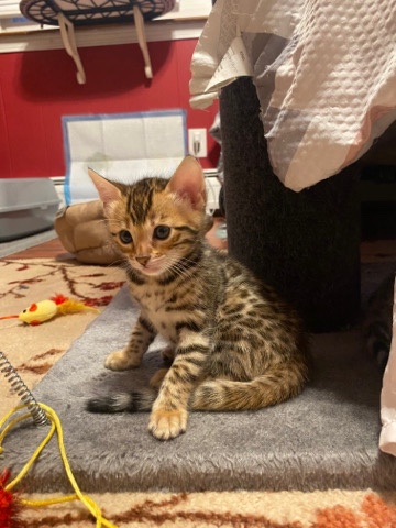 Bengal – bengal kittens for sale