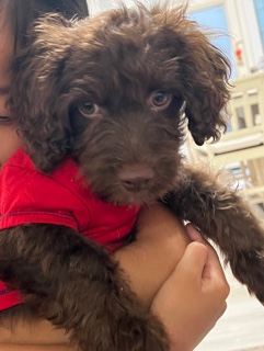 Poodle – Cockapoo for sale
