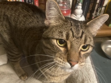 Marley – 4 Years Old – Thornton – Thornton