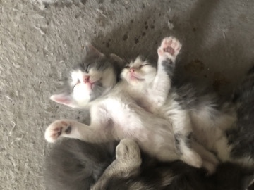 American Shorthair - kittens for sale available for adoption in Saint Paul