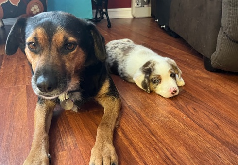 Miniature Australian Shepherd – Double Aussie Cross Pups