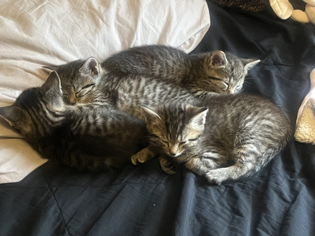 Honey, Diamond, Aslan and Arlowe.