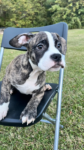 American Bulldog – I am a breeder