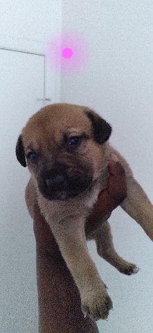 German Shepherd – German shepherd mixed with Blue nose pitbull